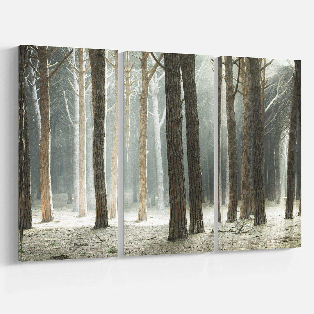 Maritime Pine Tree Forest with Rays Multi-Panels