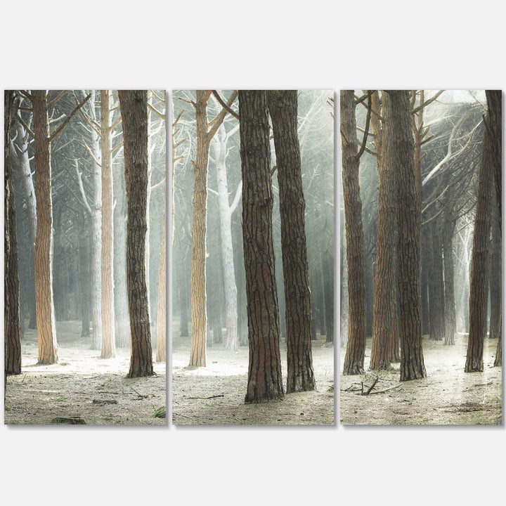 Maritime Pine Tree Forest with Rays Multi-Panels