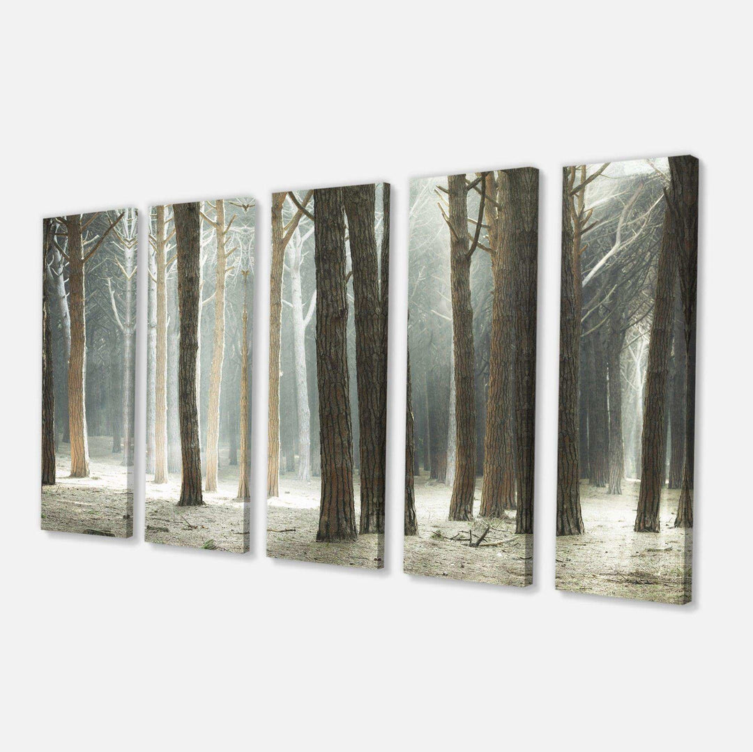 Maritime Pine Tree Forest with Rays Multi-Panels