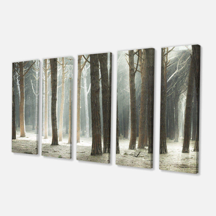 Maritime Pine Tree Forest with Rays Multi-Panels