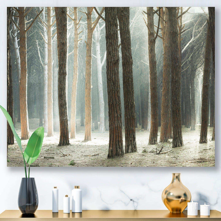 Maritime Pine Tree Forest with Rays