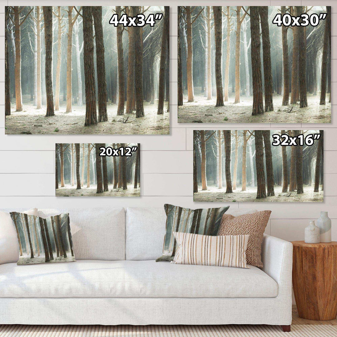 Maritime Pine Tree Forest with Rays