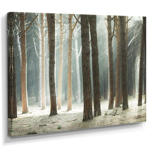 Maritime Pine Tree Forest with Rays