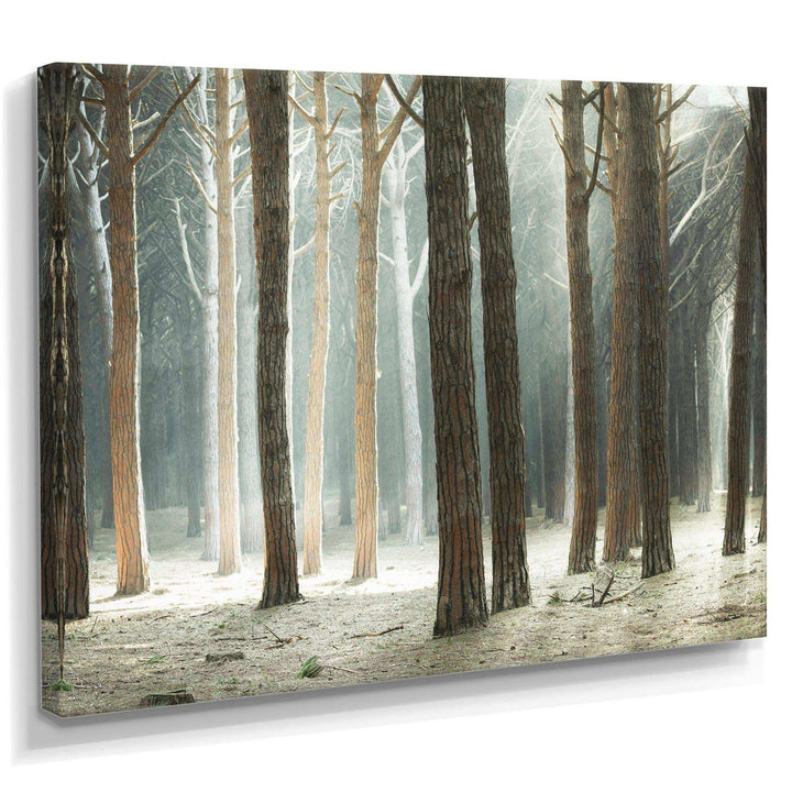 Maritime Pine Tree Forest with Rays