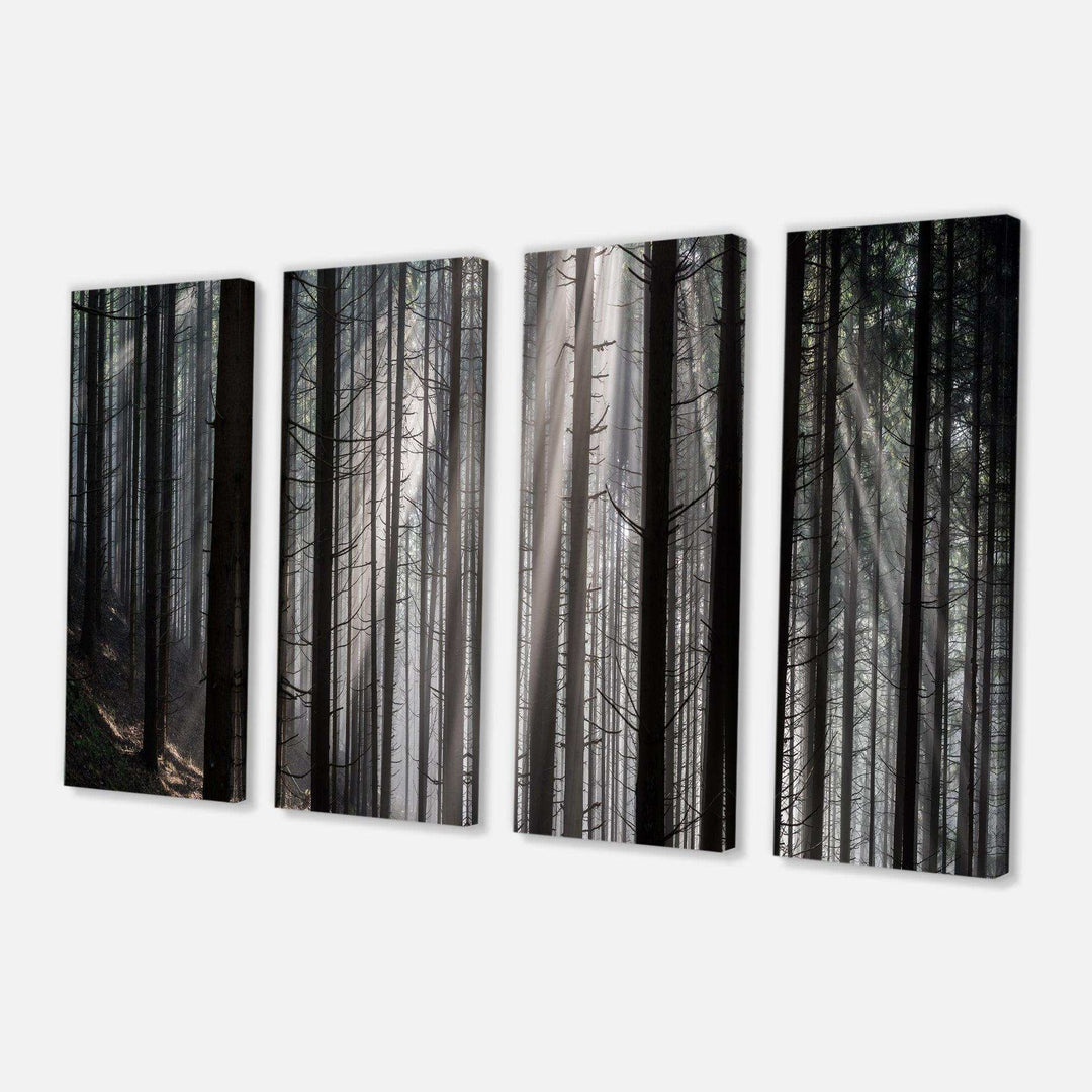 Sunbeams Peeking Through Dark Forest Multi-Panels