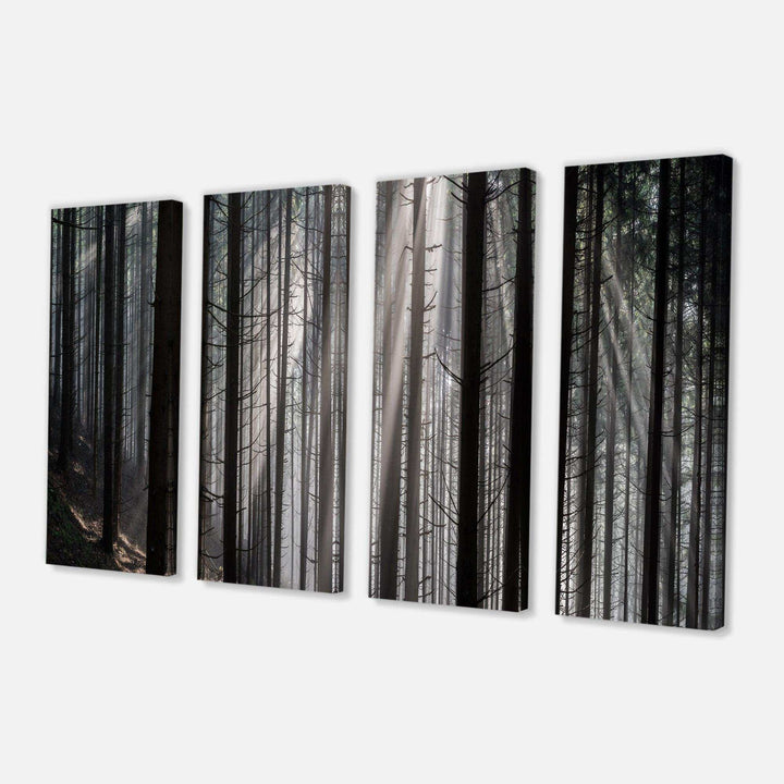 Sunbeams Peeking Through Dark Forest Multi-Panels