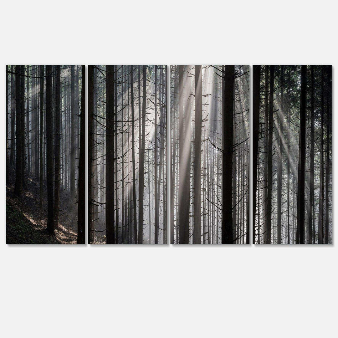Sunbeams Peeking Through Dark Forest Multi-Panels