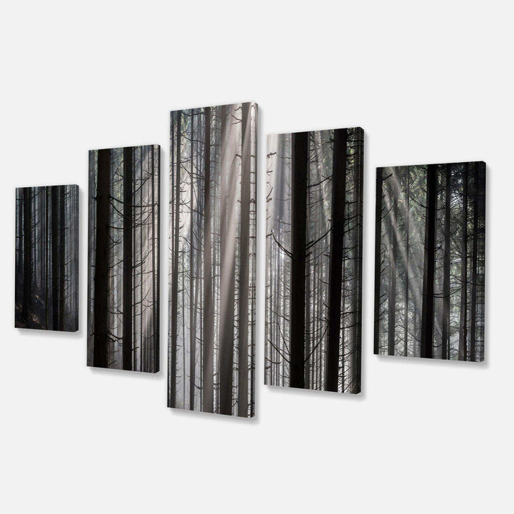 Sunbeams Peeking Through Dark Forest Multi-Panels