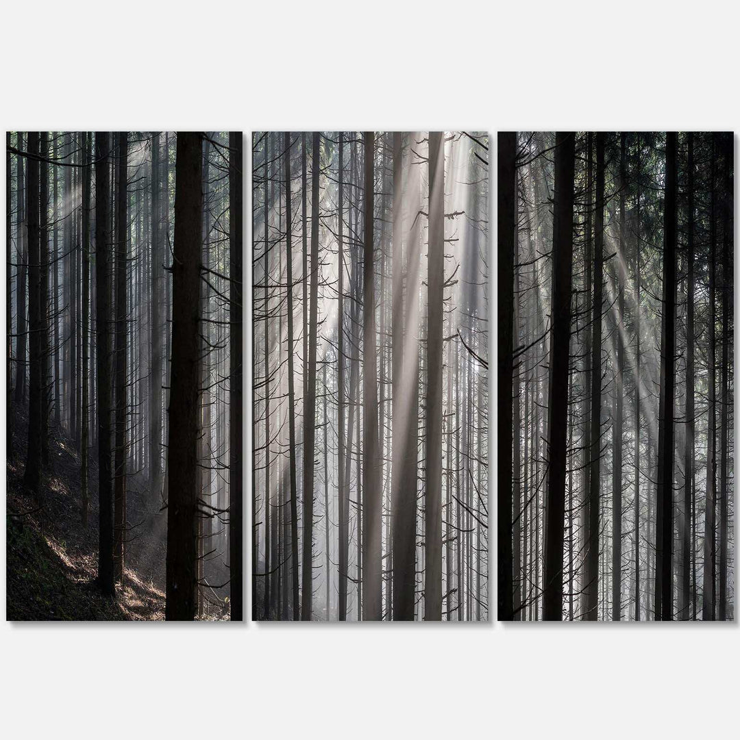 Sunbeams Peeking Through Dark Forest Multi-Panels