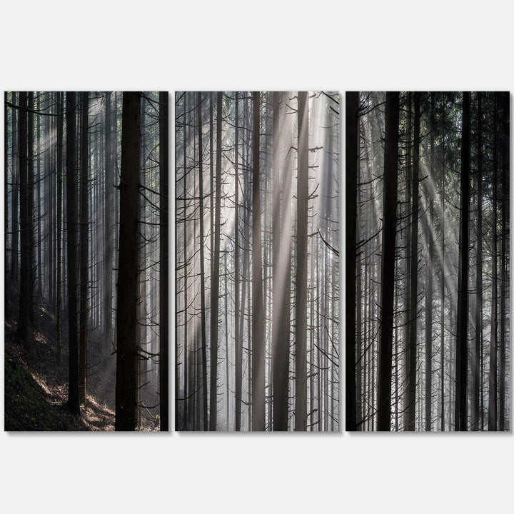 Sunbeams Peeking Through Dark Forest Multi-Panels