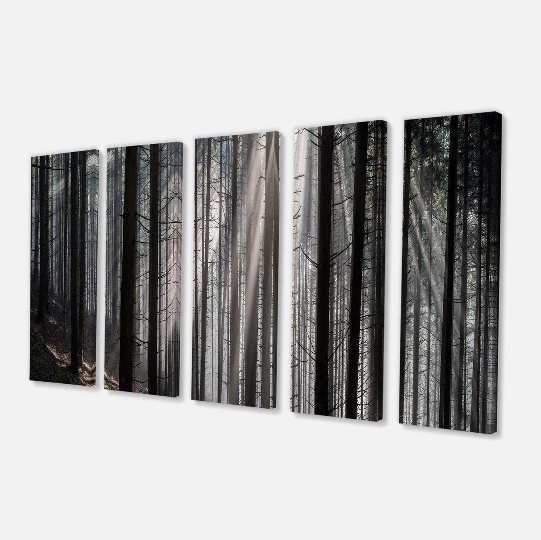 Sunbeams Peeking Through Dark Forest Multi-Panels