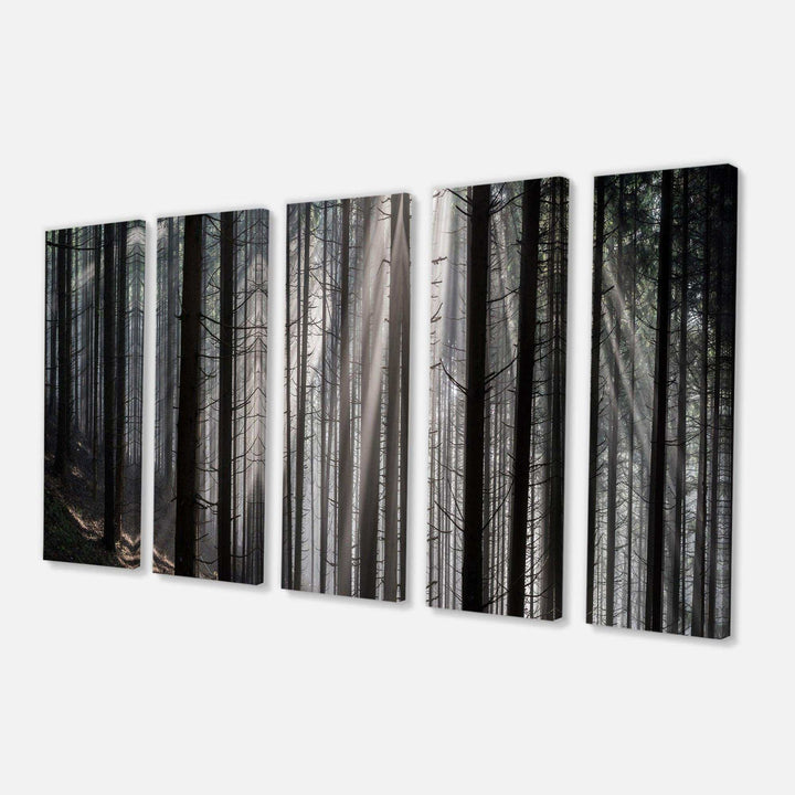 Sunbeams Peeking Through Dark Forest Multi-Panels