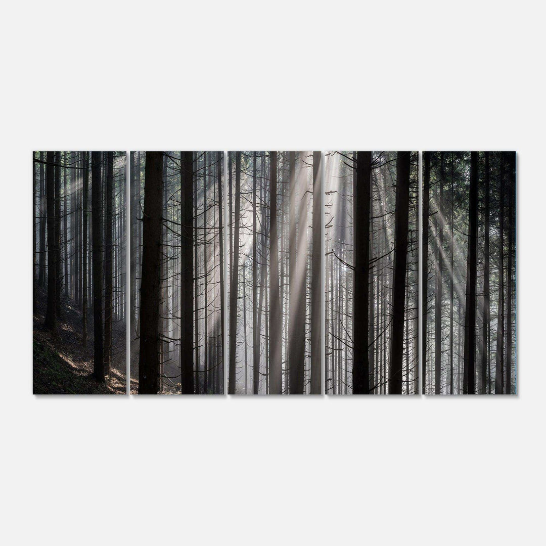 Sunbeams Peeking Through Dark Forest Multi-Panels