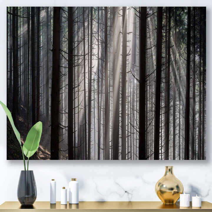 Sunbeams Peeking Through Dark Forest