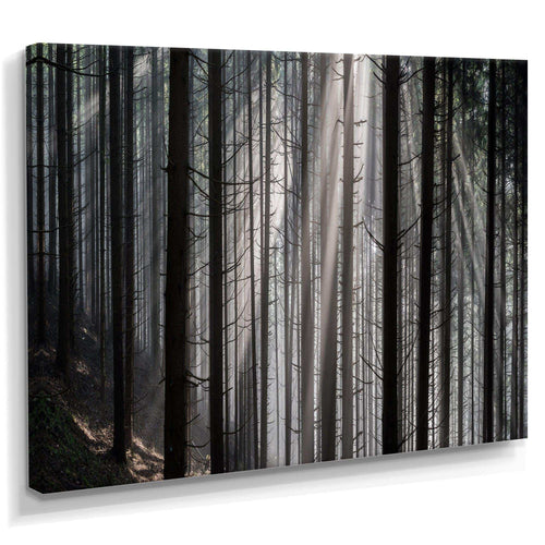 Sunbeams Peeking Through Dark Forest