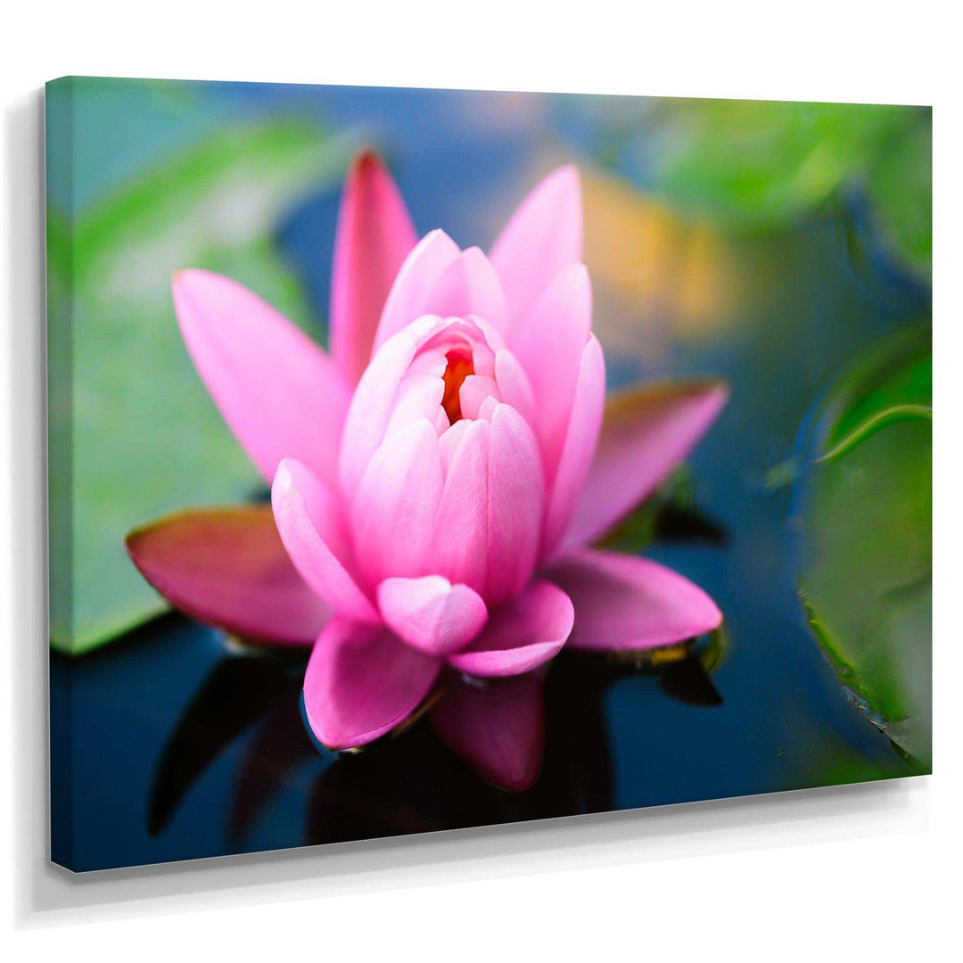 Large Lotus Flower in the Pond