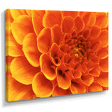 Large Orange Flower and Petals