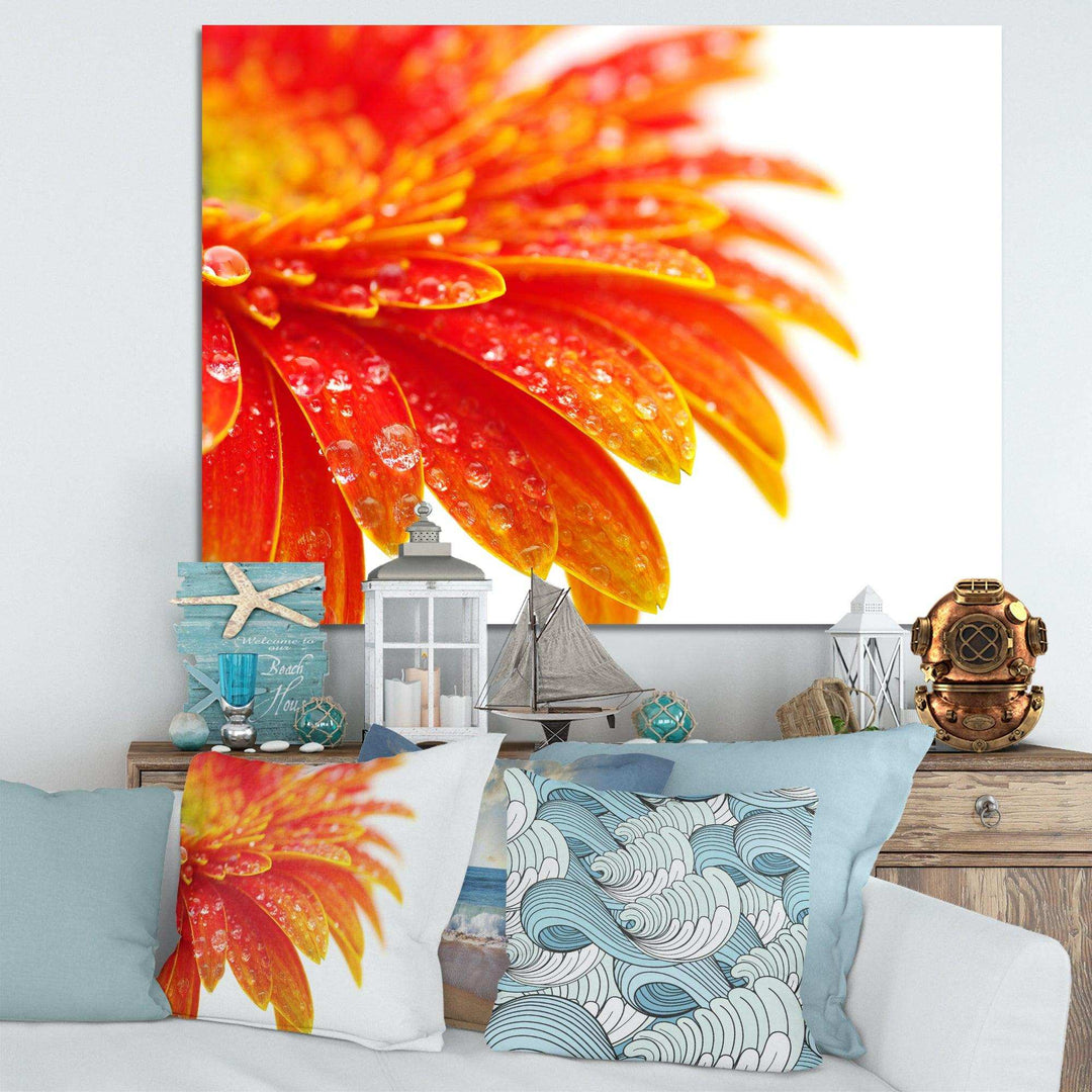 Orange Gerbera with Raindrops