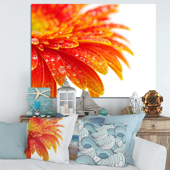 Orange Gerbera with Raindrops