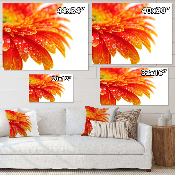 Orange Gerbera with Raindrops