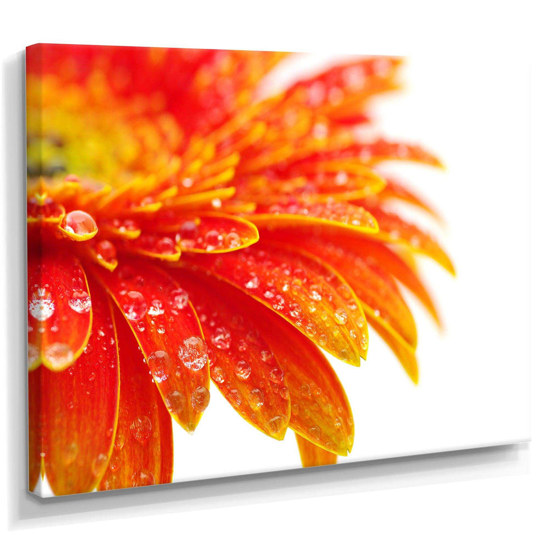 Orange Gerbera with Raindrops