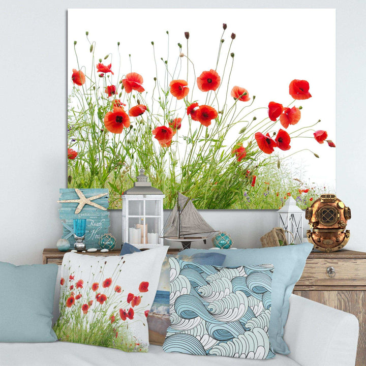 Poppies on White Background