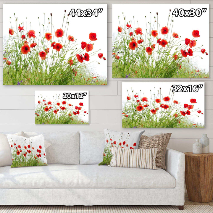 Poppies on White Background
