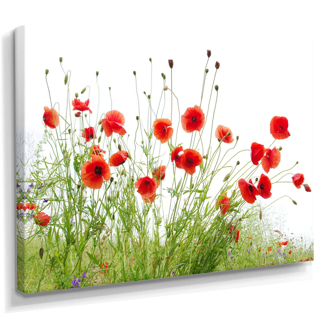 Poppies on White Background