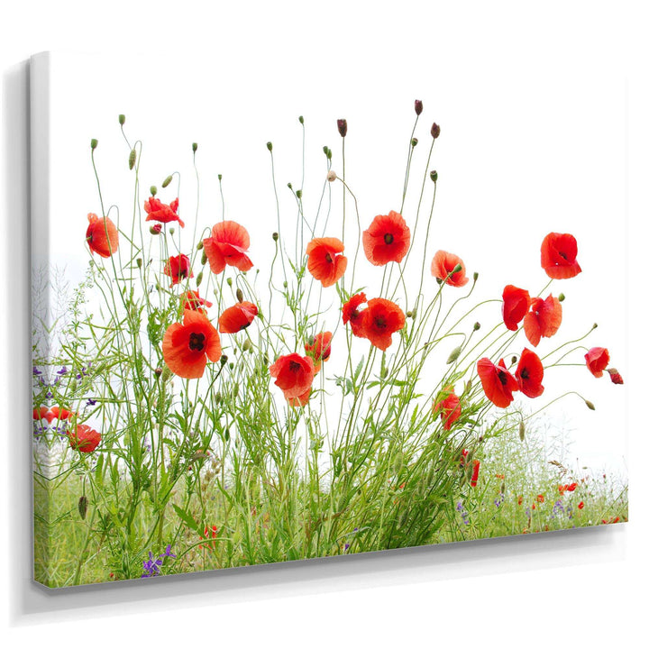 Poppies on White Background