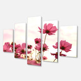 Cosmos Flowers Meadow At Sunset Multi-Panels