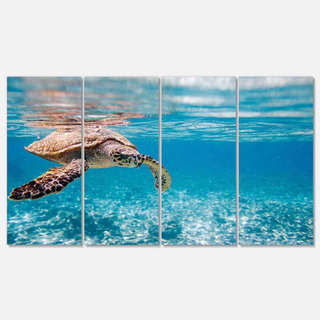 Large Hawksbill Sea Turtle Multi-Panels