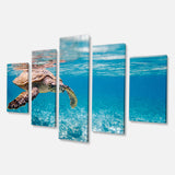 Large Hawksbill Sea Turtle Multi-Panels