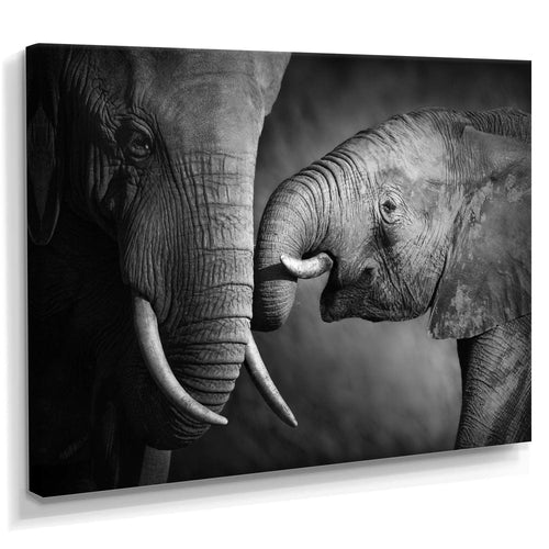 Elephants Showing Affection