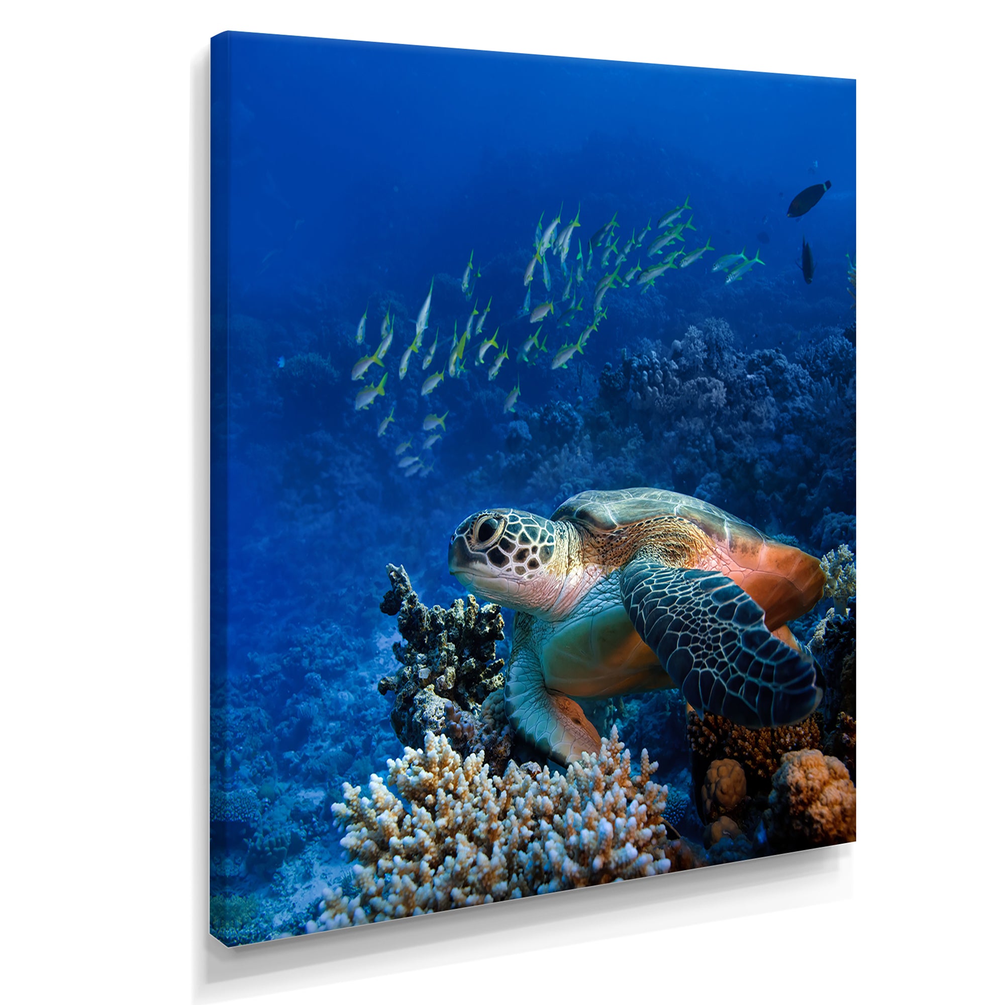 Large Sea Turtle underwater