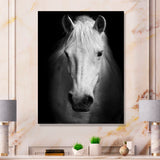 White Horse Black and White