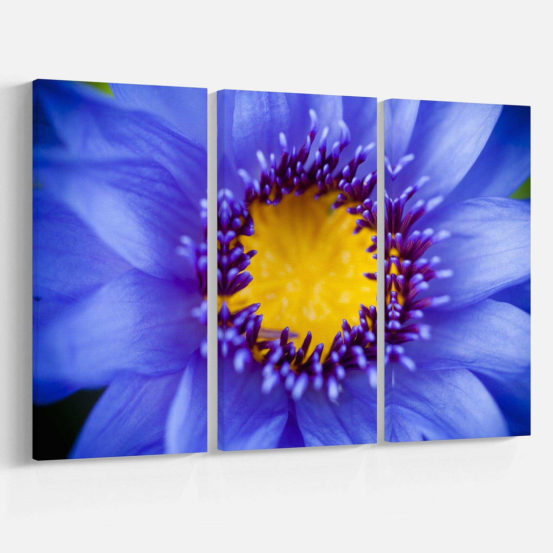 Blue Lotus Close up Watercolor Multi-Panels