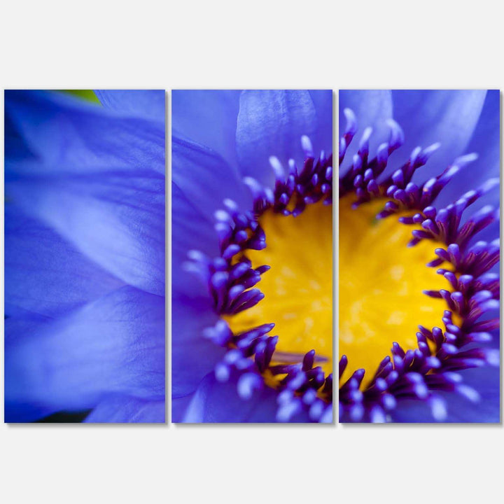 Blue Lotus Close up Watercolor Multi-Panels