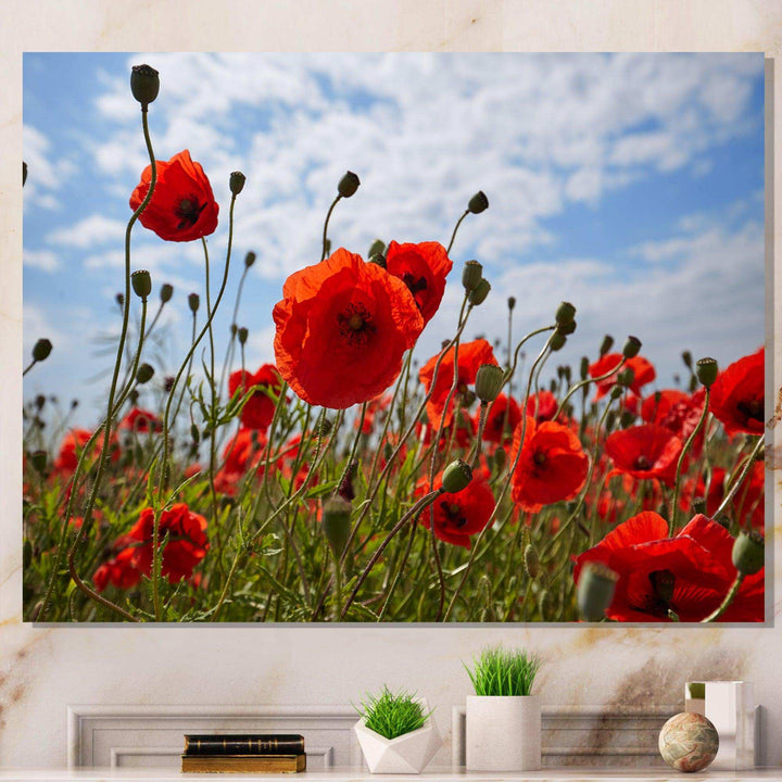 Bright Red Poppy Flowers Photo