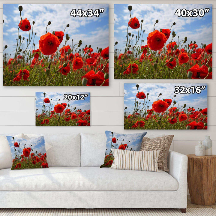Bright Red Poppy Flowers Photo