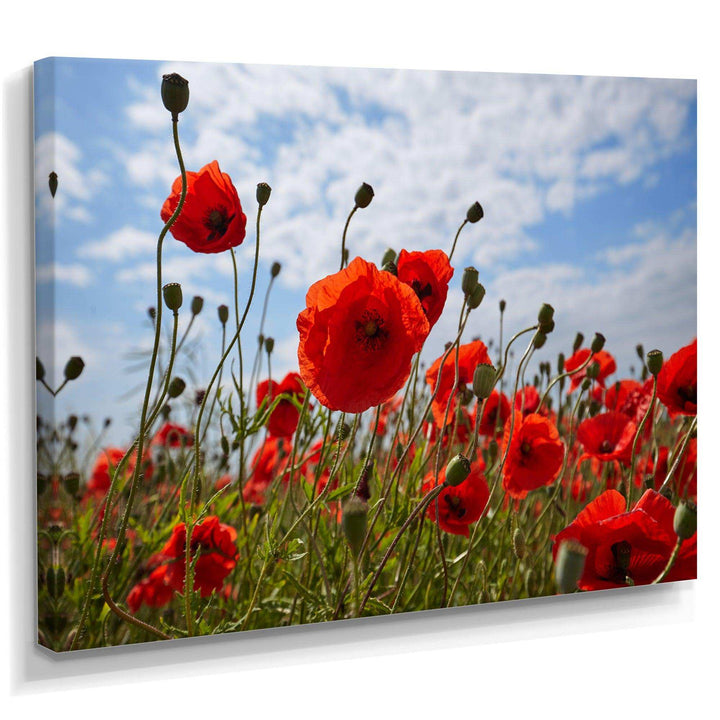 Bright Red Poppy Flowers Photo