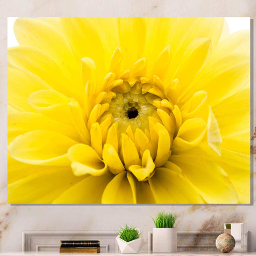 Yellow Chrysanthemum Gold Flower