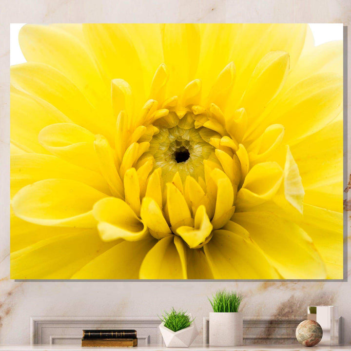 Yellow Chrysanthemum Gold Flower