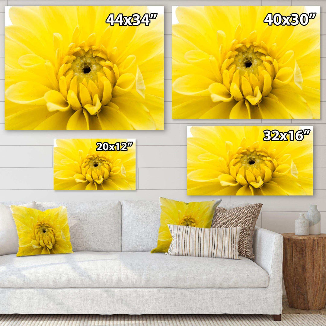 Yellow Chrysanthemum Gold Flower