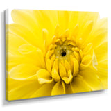 Yellow Chrysanthemum Gold Flower