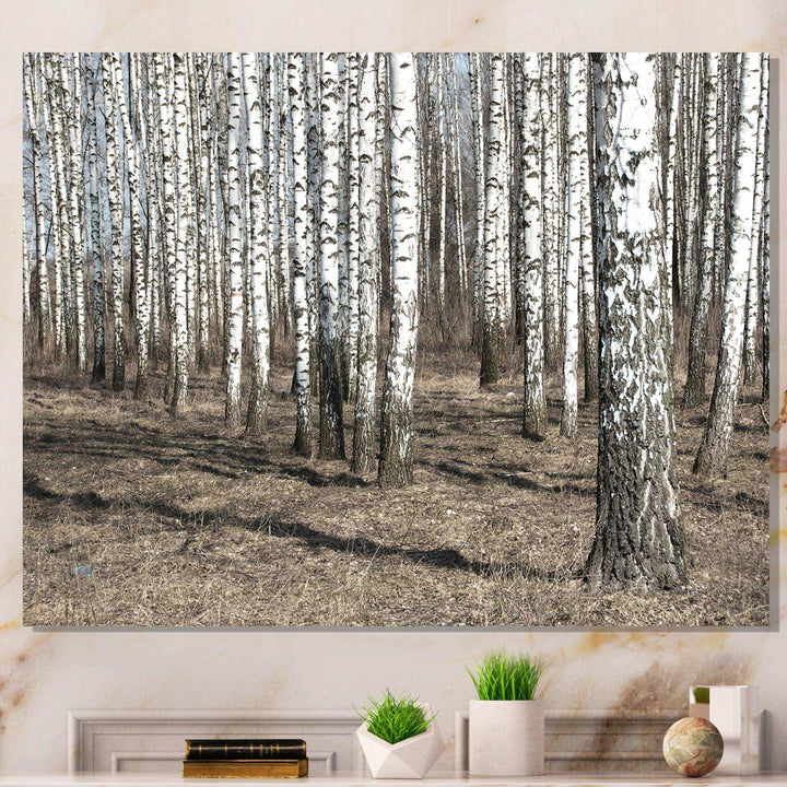 Beautiful Dense Birch Forest View