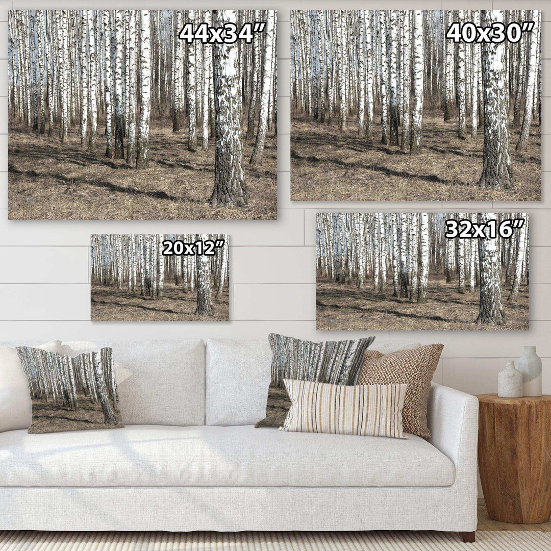 Beautiful Dense Birch Forest View