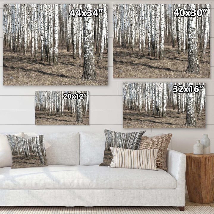 Beautiful Dense Birch Forest View
