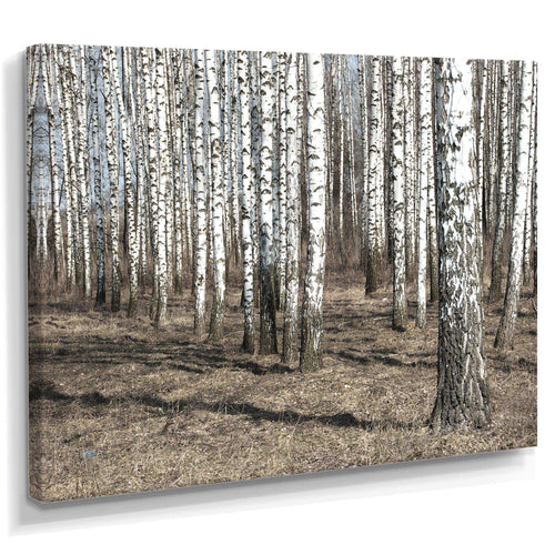 Beautiful Dense Birch Forest View