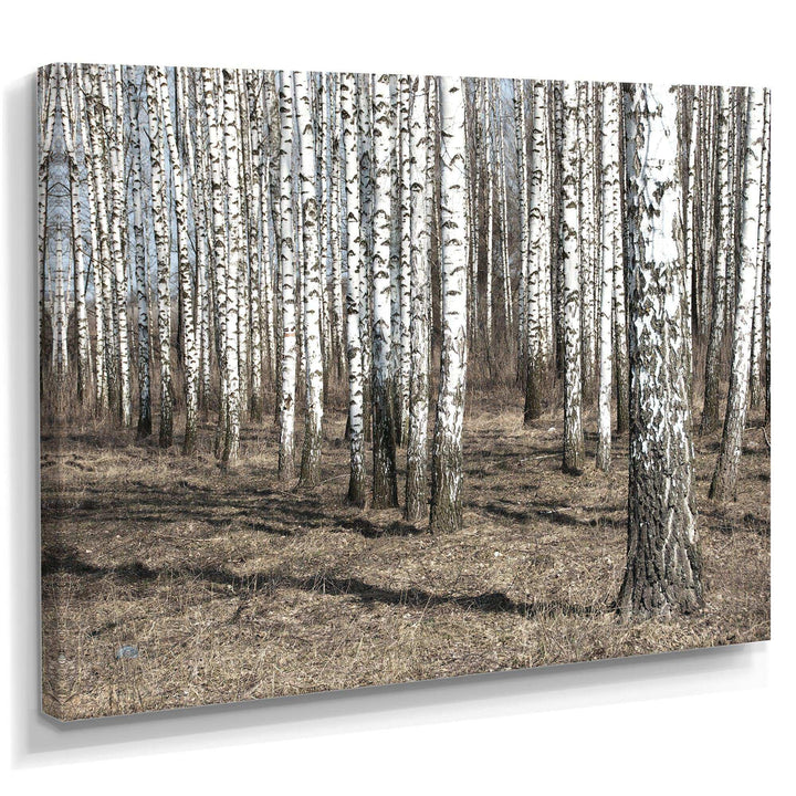 Beautiful Dense Birch Forest View