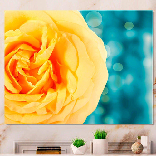 Rose Flower with Lit up Background